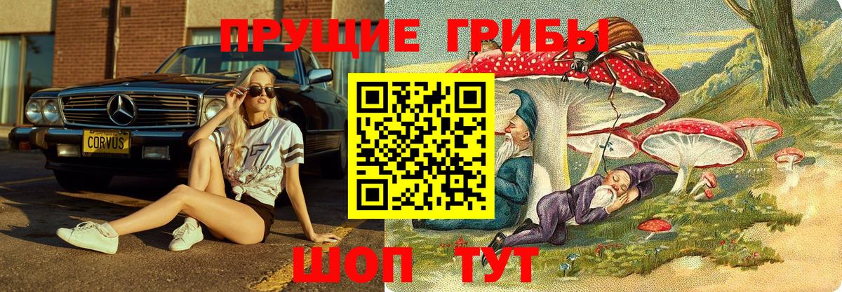 Галлюциногенные грибы Psilocybe Зеленокумск